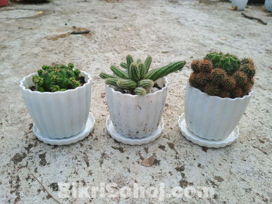 3 cactus with pot and soil